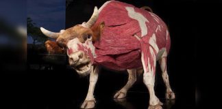 نمایشگاه بدن حیوانات به موزهٔ TELUS Spark کلگری میآيد