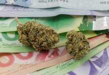 صنعت کانابیس ۸ میلیارد دلار به تولید ناخالص کانادا افزوده است