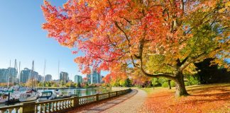 جریمه سنگین شهرداری ونکوور برای پاک نکردن برگ درختان