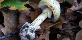 افزایش خطرناک آمار مسمومیت با قارچ در بریتیشکلمبیا