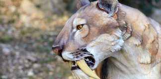 اولین فسیل ببر دندان شمشیری در کانادا یافت شد