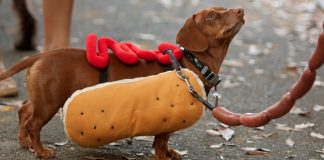 تورنتو میزبان هالوین پارتی برای سگها خواهد بود