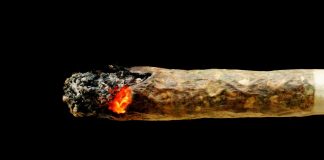 CannTrust باید 77 میلیون دلار از محصولات کانبیس خود را نابود کند