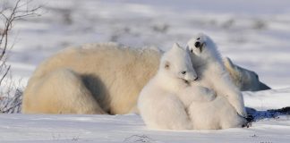 ۳ تا ۹ نوامبر، هفتهٔ خرسهای قطبی در کانادا (عکس)
