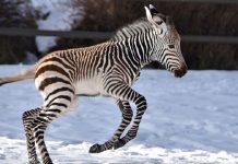 تولد یک بچه گورخر آفریقایی در باغ وحش کلگری