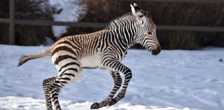 تولد یک بچه گورخر آفریقایی در باغ وحش کلگری