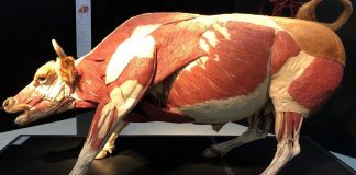 گزارشی از نمایشگاه بدن حیوانات در موزهٔ TELUS Spark