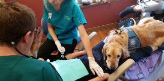 دوستداشتنیترین دستیار ممکن برای آرام کردن بیماران دندان پزشکی