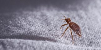 بدترین شهرهای کانادا از نظر وجود ساس