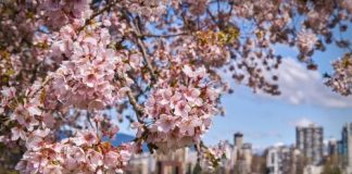 جشنواره شکوفههای بهاری ونکوور در آوریل ۲۰۲۰