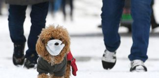 کرونا و حیوانات خانگی؛ آیا حیوانات کرونا را منتقل می کنند؟