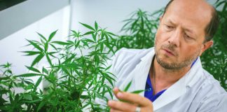 محقق کانادایی: گونههایی از کانابیس برای مبارزه با کووید-۱۹ موثرند