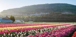 تنها بازدیدکننده فستیوال Abbotsford Tulip باشید!