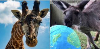 تامین شش ماه غذای حیوانات باغوحش تورنتو با کمکهای مردمی