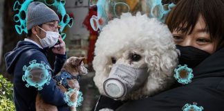 آیا حیوانات خانگی هم کرونا میگیرند؟ گربهها بیشتر، سگها کمتر