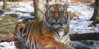 ابتلای ببر باغوحش نیویورک به کروناویروس