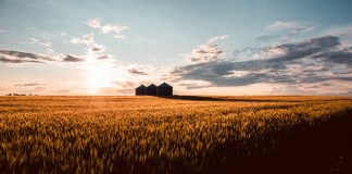 آلبرتا برخی قوانین اشتغال را در دوره شیوع کرونا تغییر داد