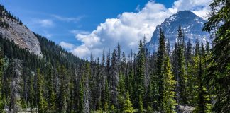 بازگشایی موقت پارکهای ملی و اماکن تاریخی از 1 جون