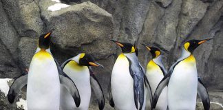 باغوحش کلگری 23 می بازگشایی میشود