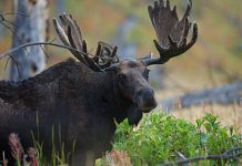 دو کشته در شمال آلبرتا در تصادف با گوزن شمالی