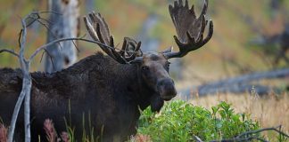 دو کشته در شمال آلبرتا در تصادف با گوزن شمالی