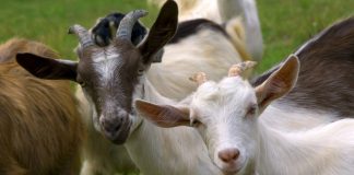 استخدام ۲۰۰ بُز در شهرداری کلگری