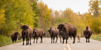 سرزمین بوفالوها Elk Island