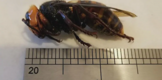 از زنبورهای قاتل بریتیش کلمبیا بیشتر بدانیم