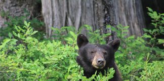 خرسی در شمال ونکوور پس از خوگرفتن به غذای انسانها، کشته شد