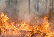 فرماندار کالیفرنیا برای فرونشاندن آتشسوزیهای عظیم از کانادا درخواست کمک کرد blaze in calofornia