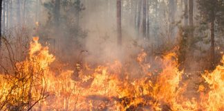 فرماندار کالیفرنیا برای فرونشاندن آتشسوزیهای عظیم از کانادا درخواست کمک کرد blaze in calofornia
