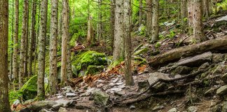 پسربچهی ۵ ساله در گروه پیادهروی بر اثر سقوط درخت در Chilliwack کشته شد