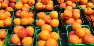 جمعآوری هلوهای امریکایی برای جلوگیری از سالمونلا