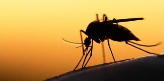 هشدار: مشاهده پشههای ناقل ویروس West Nile در آنتاریو