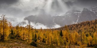 ۴ مکان عالی برای دیدن کاجهای زرد دور از ازدحام جمعیت