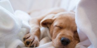 صدها حیوان خانگی دوست داشتنی آماده سرپرستی، این ماه در سراسر کانادا pets