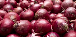 بیش از ۵۰۰ کانادایی به سالمونلا مرتبط با پیاز قرمز مبتلا شدند red onions disease