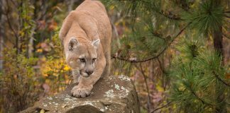 دادگاهی شدن یک حیوانآزار در نزدیکی Lake Louise