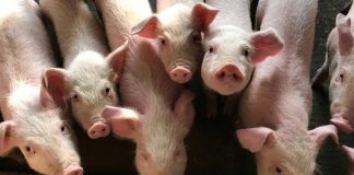 ابتلای یکی از ساکنین آلبرتا به آنفولانزای خوکی