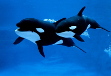 اکسپرس انتری: ارسال ۵,۰۰۰ دعوتنامه در بزرگترین قرعهکشی تا امروز