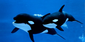 اکسپرس انتری: ارسال ۵,۰۰۰ دعوتنامه در بزرگترین قرعهکشی تا امروز