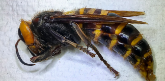 کشف زنبورسرخ آسیاییِ غولپیکر در نزدیکی ابوتسفورد