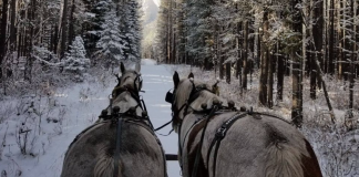 سفر با سورتمه در کوهستان راکی