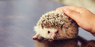 بهداشت کانادا در حال بررسی شیوع باکتری سالمونلا از طریق جوجهتیغی خانگی