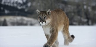 هشدار! مشاهده گربه وحشی در بنف