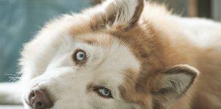 محبوبترین اسامی حیوانات خانگی ونکوور در سال 2020