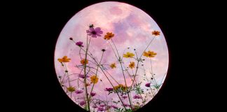 ماهگرفتگی و پس از آن Super Flower Moon را از دست ندهید