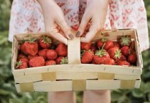 ۱۲ مزرعه نزدیک ونکوور برای چیدن انواع Berry