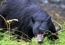 یک زن 26 ساله در شمال آلبرتا توسط یک خرس سیاه کشته شد