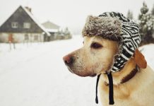 سگها تا چه حد سرما را تحمل میکنند